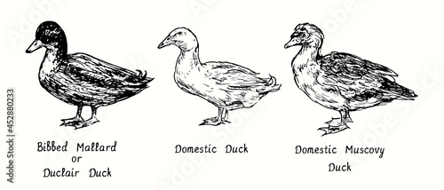 Bibbed Mallard or Duclair duck  Domestic duck  Domestic Muscovy duck  Cairina moschata  standing side view collection. Ink black and white doodle drawing in woodcut  style illustration