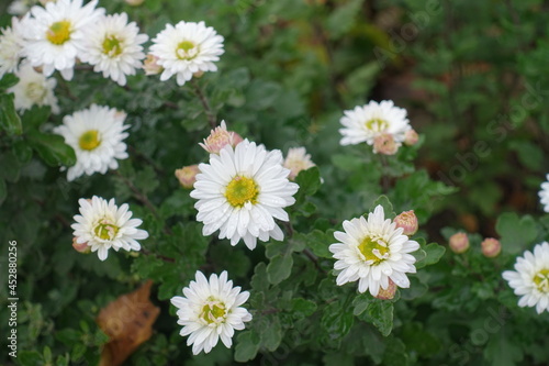 Semi double white flowers of Chrysanthemums in October