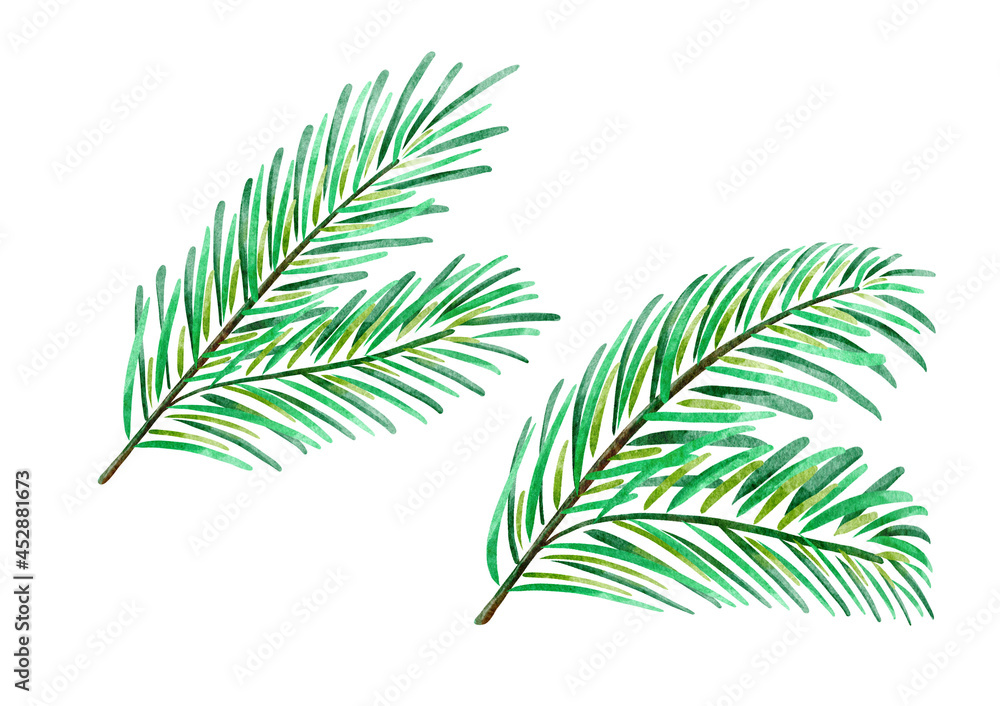 Fir tree branches watercolor. Isolated on white background. Fir tree branches watercolor. Isolated on white background.