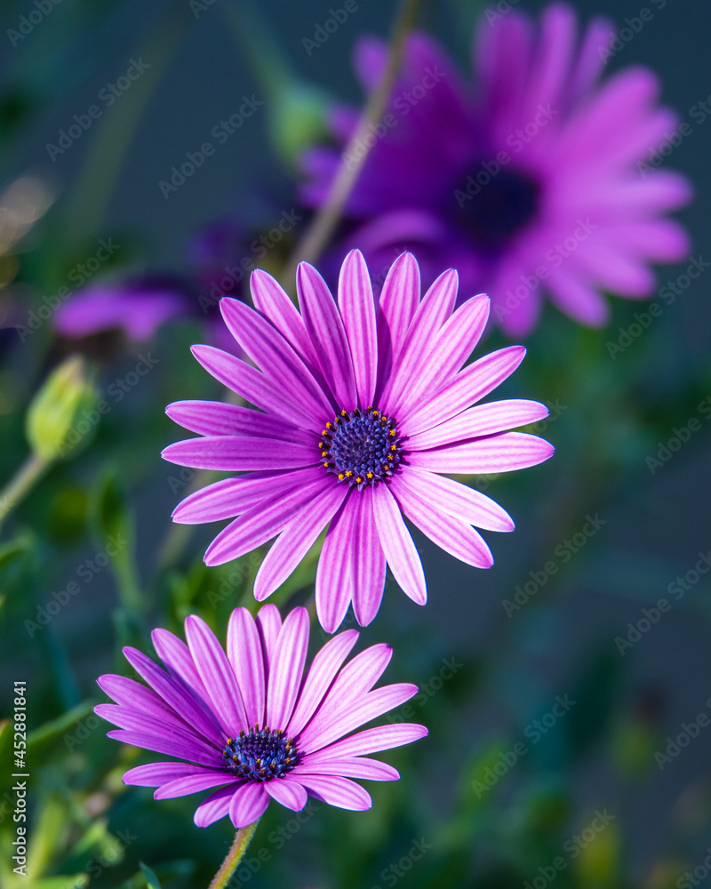 Fototapeta premium Purple Gazania Flower in bloom