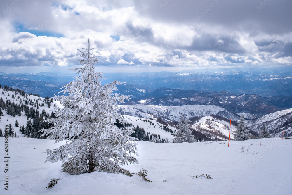 A frosty day in mountains. Kopaonik National Park, winter landscape in the mountains, with frosted spruce, coniferous forest covered with snow. Spruce after snowfall