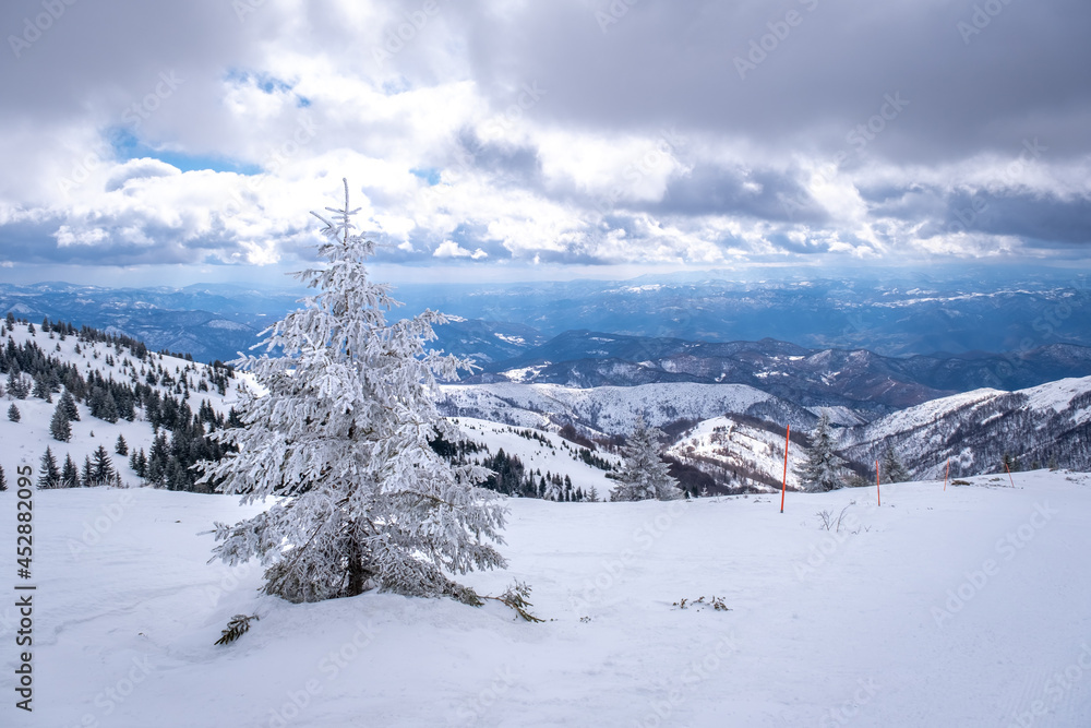 Fototapeta premium A frosty day in mountains. Kopaonik National Park, winter landscape in the mountains, with frosted spruce, coniferous forest covered with snow. Spruce after snowfall