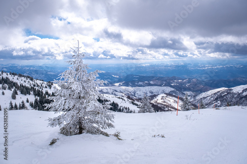 A frosty day in mountains. Kopaonik National Park, winter landscape in the mountains, with frosted spruce, coniferous forest covered with snow. Spruce after snowfall © Alexey Oblov