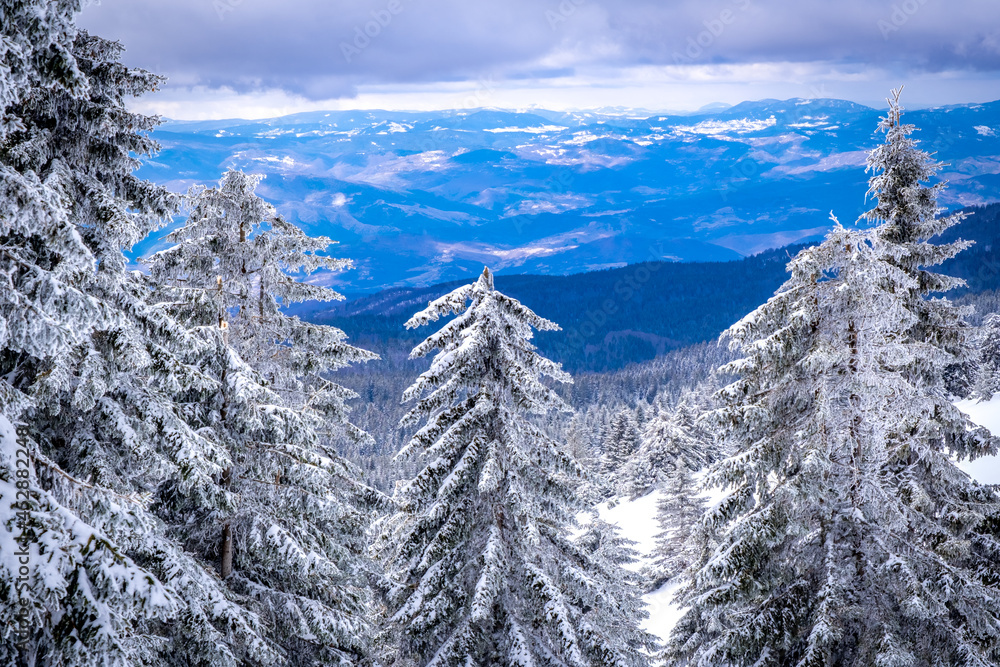 A frosty day is in mountains. Kopaonik National Park, winter landscape in the mountains, coniferous forest covered with snow. Spruce after snowfall