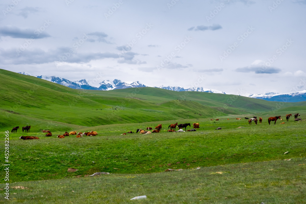 Beautiful horses grazing on green mountains, great design for any purposes. Agriculture farming. Beautiful summer season. Countryside nature. Assy plateau, Kazakhstan. Beautiful horses grazing on green mountains, great design for any purposes. Agriculture farming. Beautiful summer season. Countryside nature. Assy plateau, Kazakhstan.