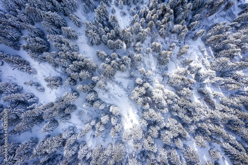 Aerial Winter Mountain landscape with coniferous forest covered with snow © Alexey Oblov