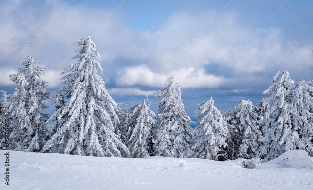 Panorama of the ski resort Kopaonik in Serbia. Kopaonik National Park, winter landscape in the mountains, coniferous forest covered with snow Panorama of the ski resort Kopaonik in Serbia. Kopaonik National Park, winter landscape in the mountains, coniferous forest covered with snow
