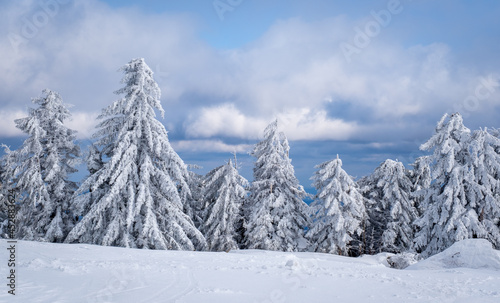 Panorama of the ski resort Kopaonik in Serbia. Kopaonik National Park, winter landscape in the mountains, coniferous forest covered with snow © Alexey Oblov