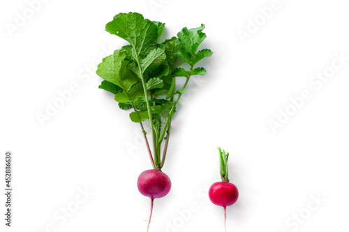 freshly radish harvest isolated on white. Healthy organic food, vegetables, agriculture. Abstract doos background isolated