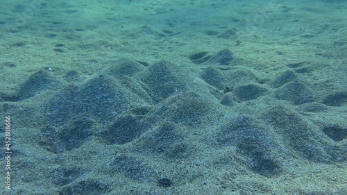 Pearly Razorfish (Xyrichtys novacula) emerges from the sand against the background of sandy volcanoes built by Lugworm (Arenicola marina), then hides back into the ground. photo