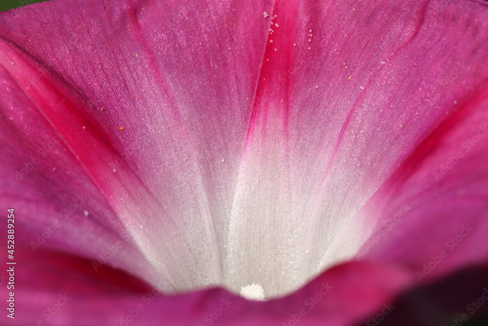 Pink bright ipomoea flower. Floral background and texture.