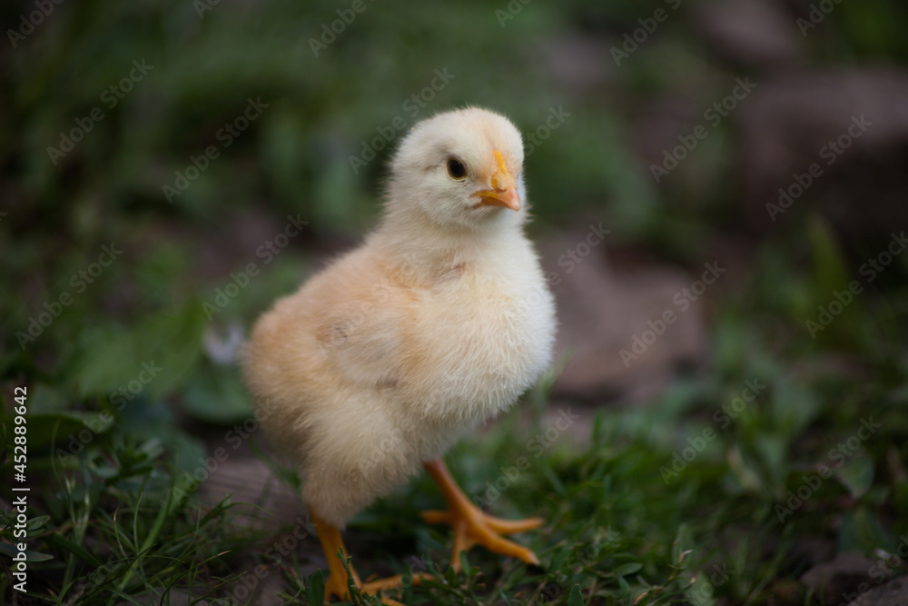 Little chicken chick. Hen. Chick in nature. 
