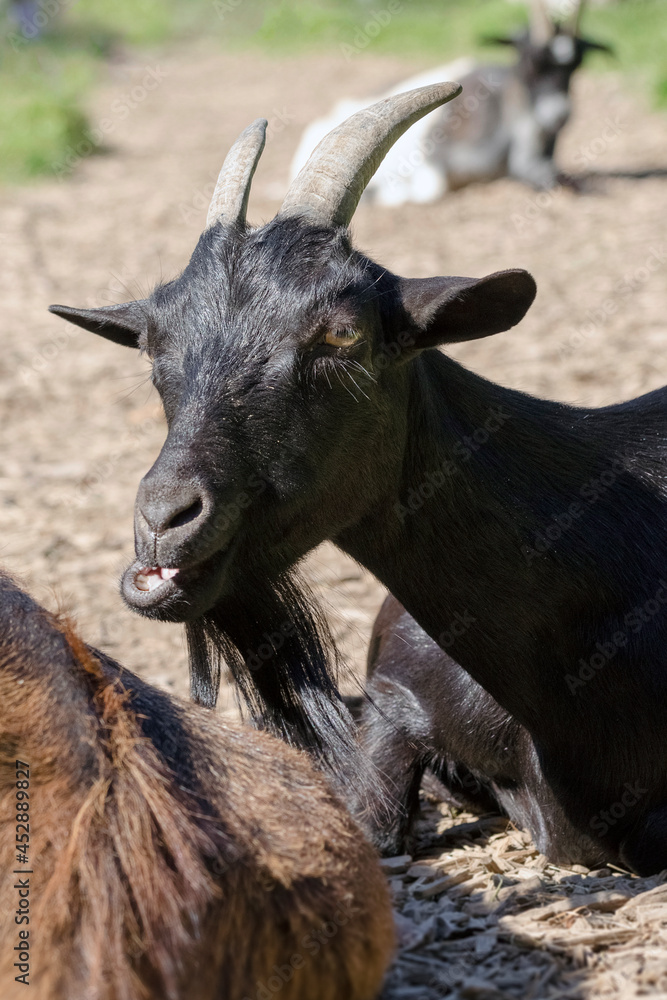 Fototapeta premium Ziege