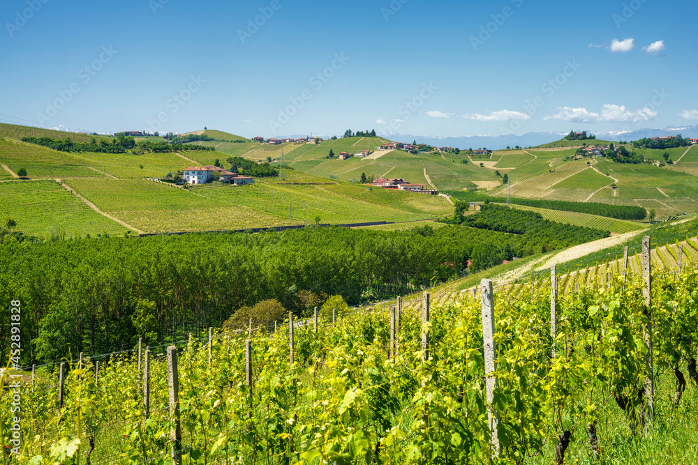Vineyards of Langhe, Piedmont, Italy at May
