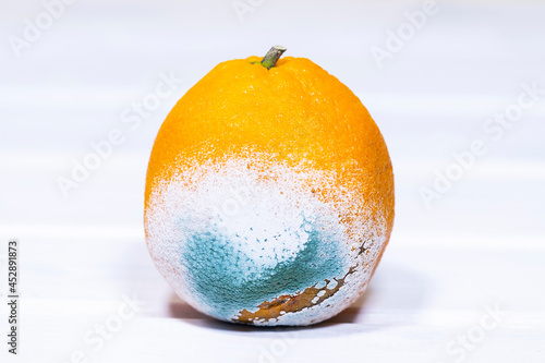 Fotografia Rotten Moldy Orange