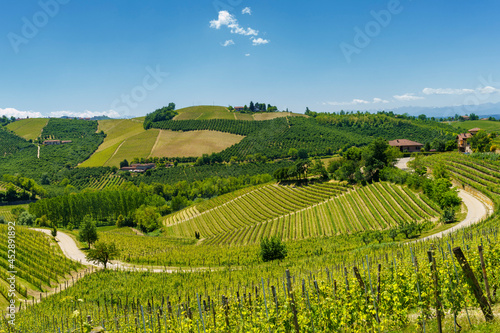 Vineyards of Langhe  Piedmont  Italy at May