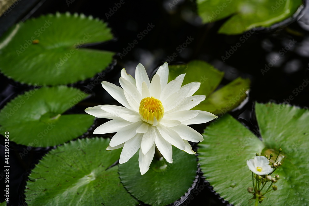 Nymphaea lotus, the white Egyptian lotus, tiger lotus, white lotus or Egyptian white water-lily, is a flowering plant of the family Nymphaeaceae.
Nymphaea lotus, the white Egyptian lotus, tiger lotus, white lotus or Egyptian white water-lily, is a flowering plant of the family Nymphaeaceae.
