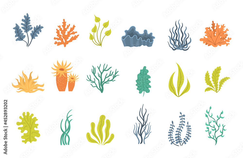 Set of seaweeds, underwater sea plants, shells. Set of seaweeds, underwater sea plants, shells.