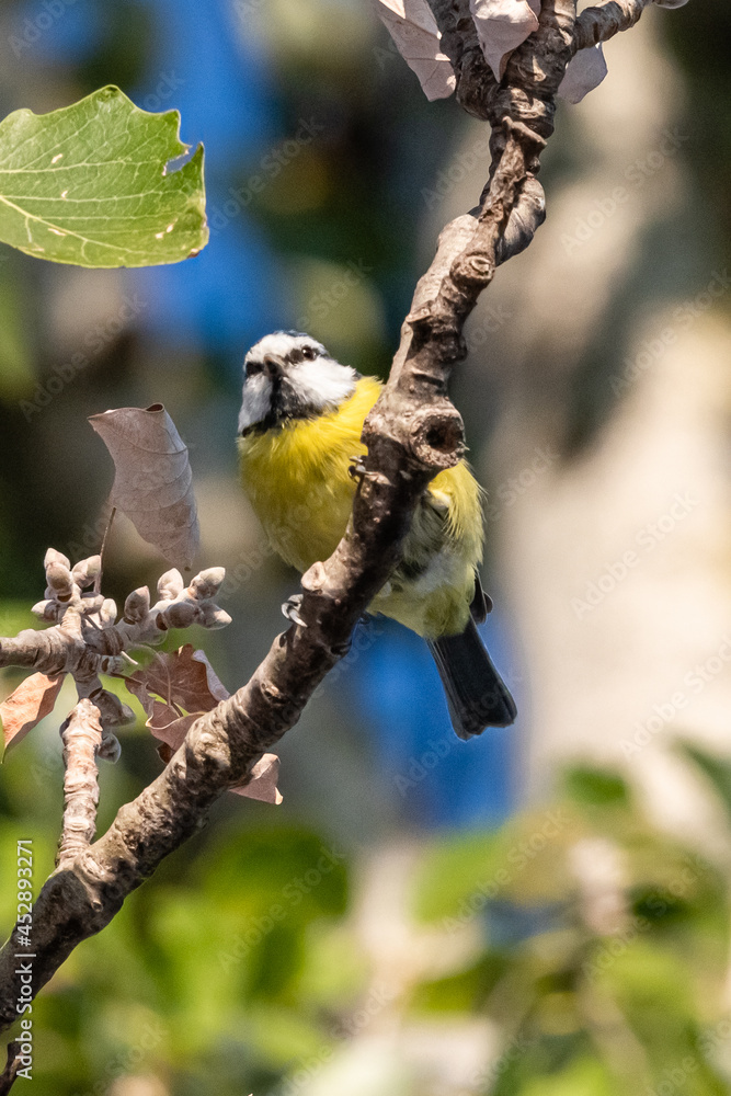 Naklejka premium blue tit perched on a tree branch