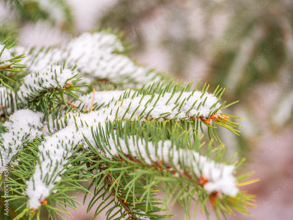 Background of green spruce branches in autumn or winter snowfall Background of green spruce branches in autumn or winter snowfall