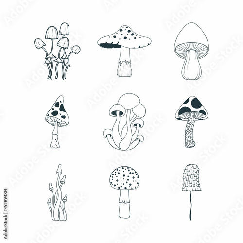 Set with mushrooms. Psychedelic fungi, fungus collection.