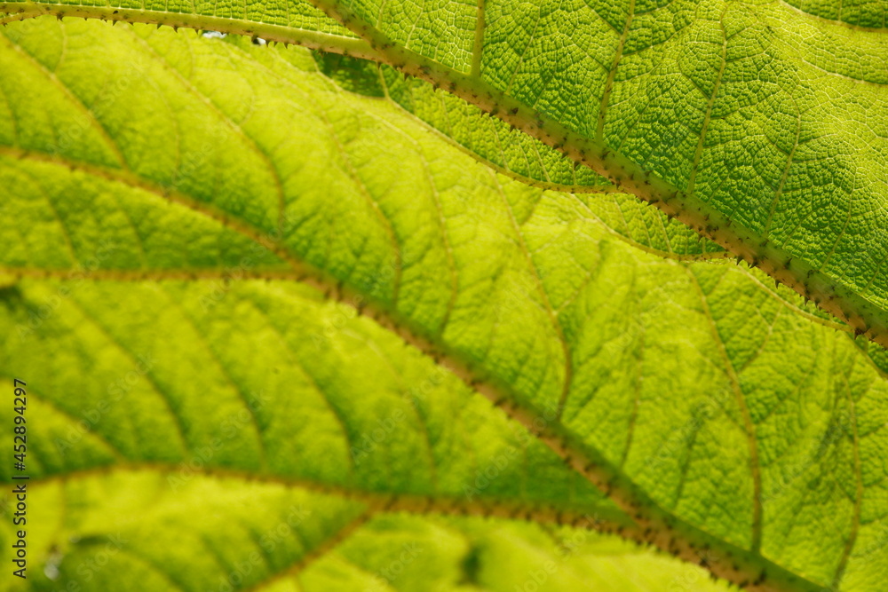 Mammutblatt oder Riesen-Rhabarber (Gunnera manicata), Deutschland, Europa Mammutblatt oder Riesen-Rhabarber (Gunnera manicata), Deutschland, Europa