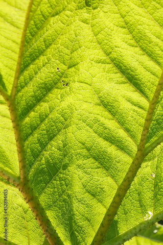 Mammutblatt oder Riesen-Rhabarber  Gunnera manicata   Deutschland  Europa