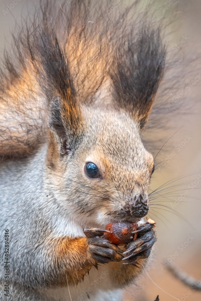 The squirrel with nut sits on tree in the winter or autumn. Eurasian red squirrel, Sciurus vulgaris. The squirrel with nut sits on tree in the winter or autumn. Eurasian red squirrel, Sciurus vulgaris.