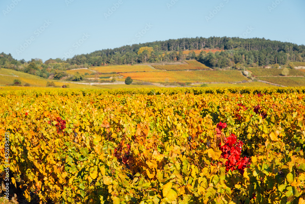 un paysage de vignes en automne. Un vignoble automnal. Des rangs de vignes pendant l'automne.