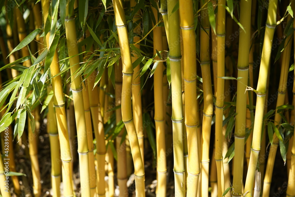 Obraz premium Phyllostachys aureosulcata, the yellow groove bamboo. Poacea family.