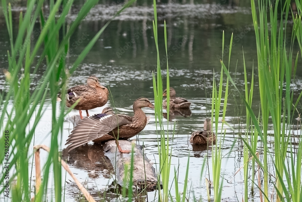 Wild mallard duck stretching wing sits on log floating in the lake ...