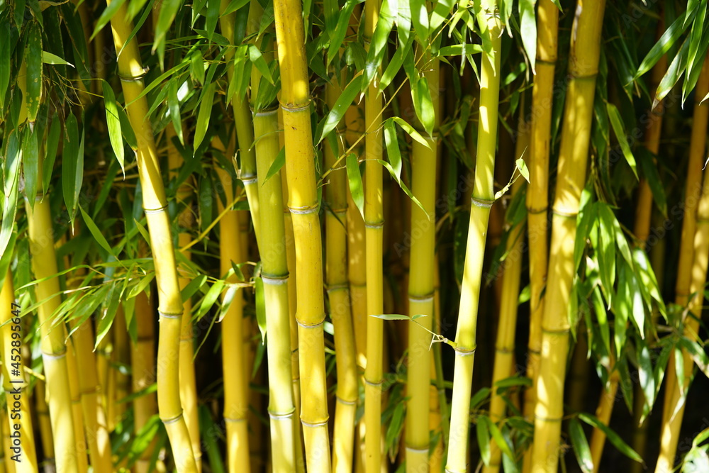 Fototapeta premium Phyllostachys aureosulcata, the yellow groove bamboo. Poacea family.