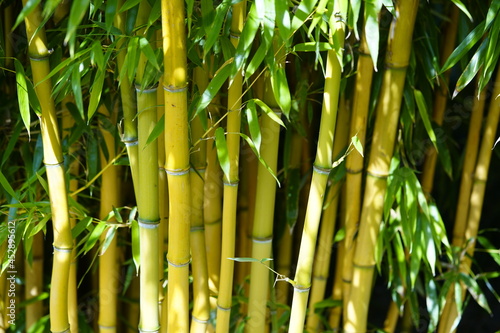 Phyllostachys aureosulcata  the yellow groove bamboo. Poacea family.