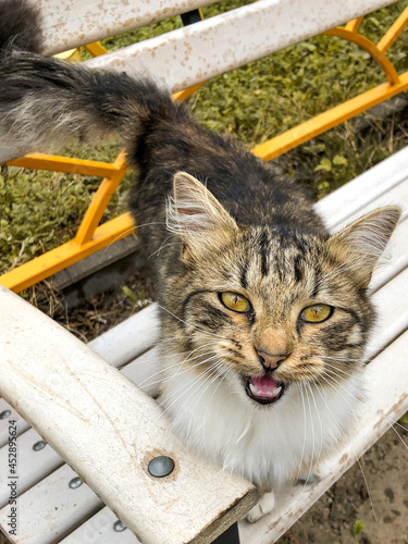 Cute striped homeless cat sist on street bench photo