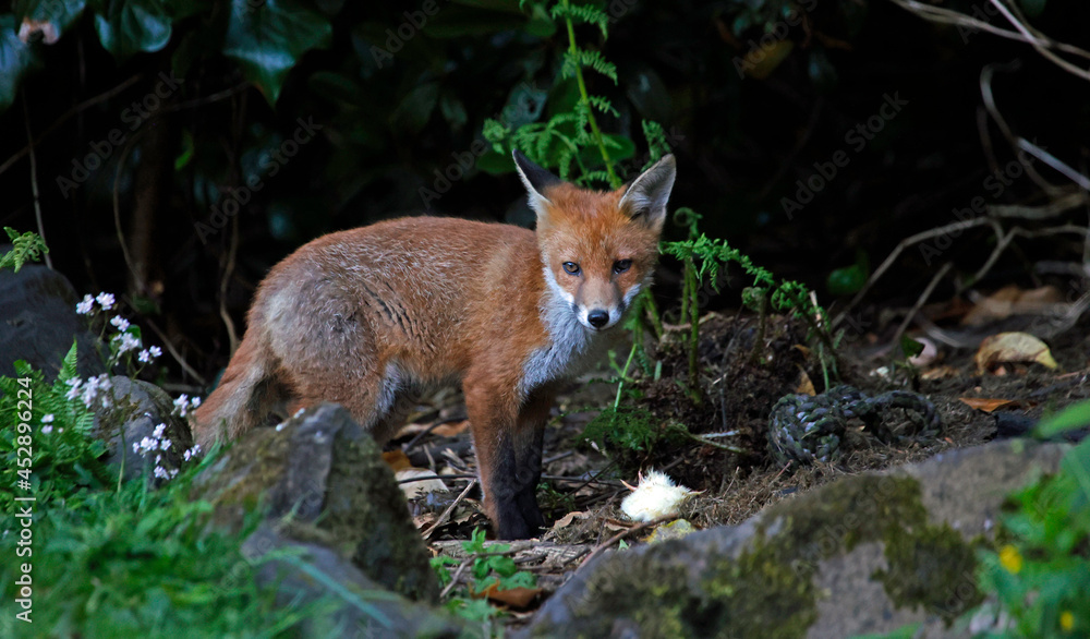 Obraz premium Urban fox cubs exploring a garden