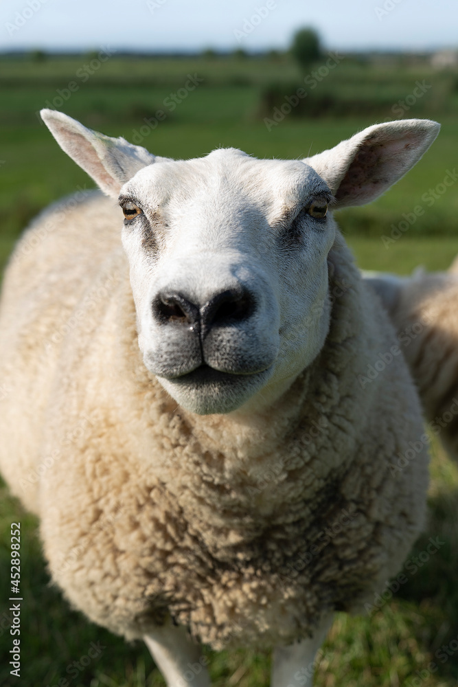 Cute sheep ewe on a dike in fresh spring green meadow in the sun