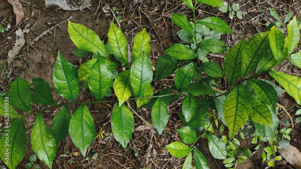 Streblus asper is a tree known by several leaf Streblus asper is a tree known by several leaf