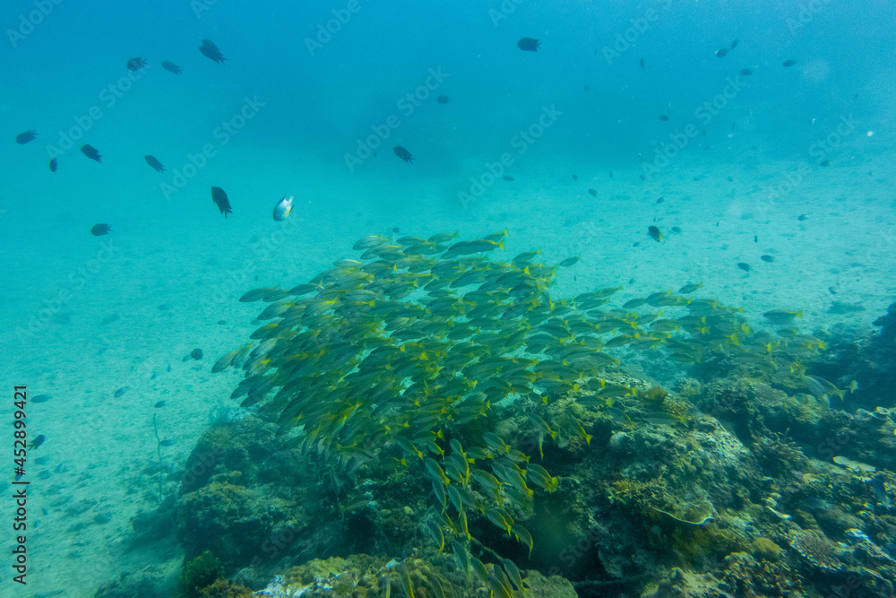 Fototapeta premium フィリピンのパラワン州エルニドでダイビングをしている風景 Scenery of diving in El Nido, Palawan, Philippines. 