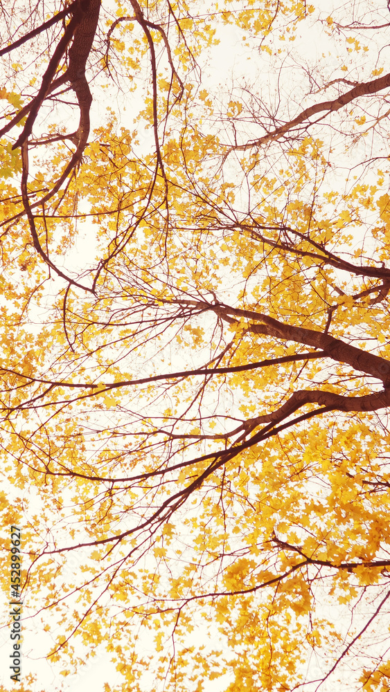 autumn tree branches bottom view, beautiful background to the card, the concept of autumn and comfort autumn tree branches bottom view, beautiful background to the card, the concept of autumn and comfort