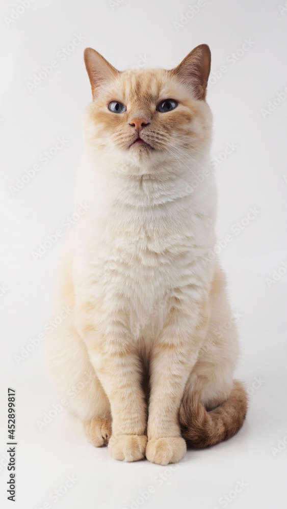 Cream white hotsell cat