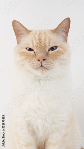 Thai cream point cat, white cat with red nose and tail on white background
