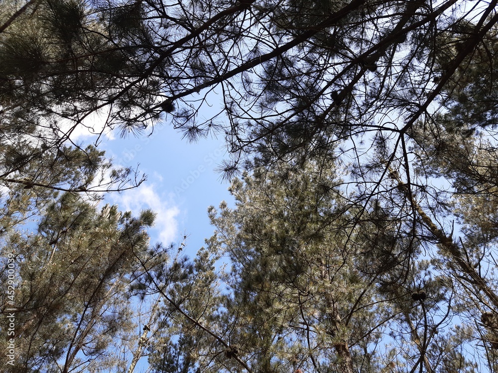 Fototapeta premium Copas de pinos en un monte de Galicia