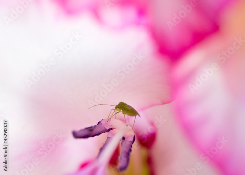 Greenfly in a Pink gladiolus flower