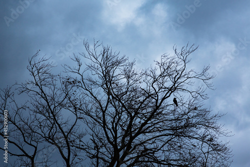 どんより曇った空と枯れた木のシルエット © pespiero
