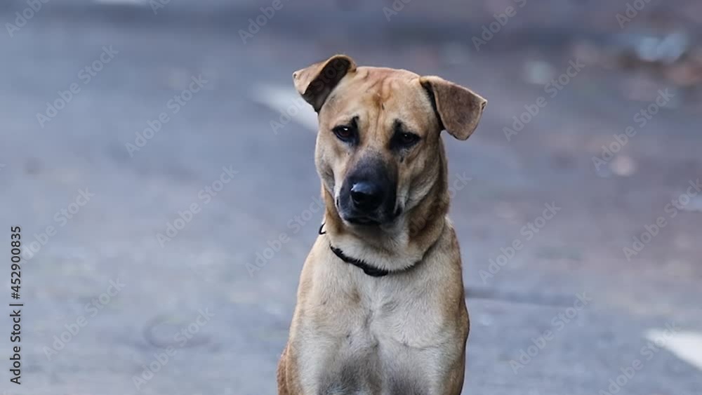 closeup clip of a stray dog resting at the road closeup clip of a stray dog resting at the road