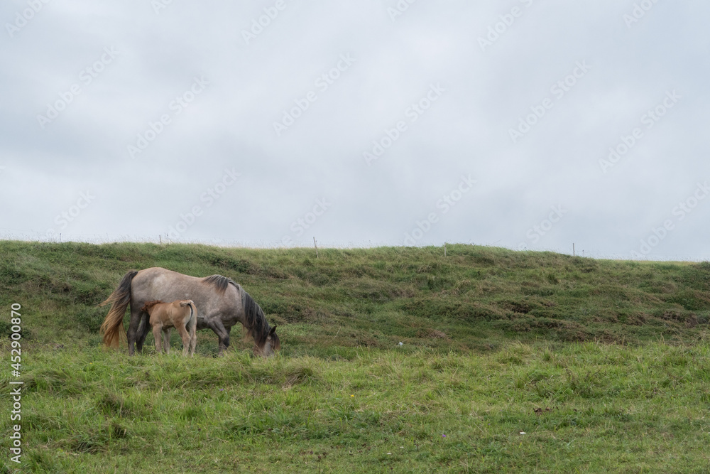 Obraz premium foal suckling mare in green field