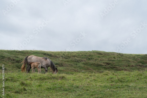 foal suckling mare in green field