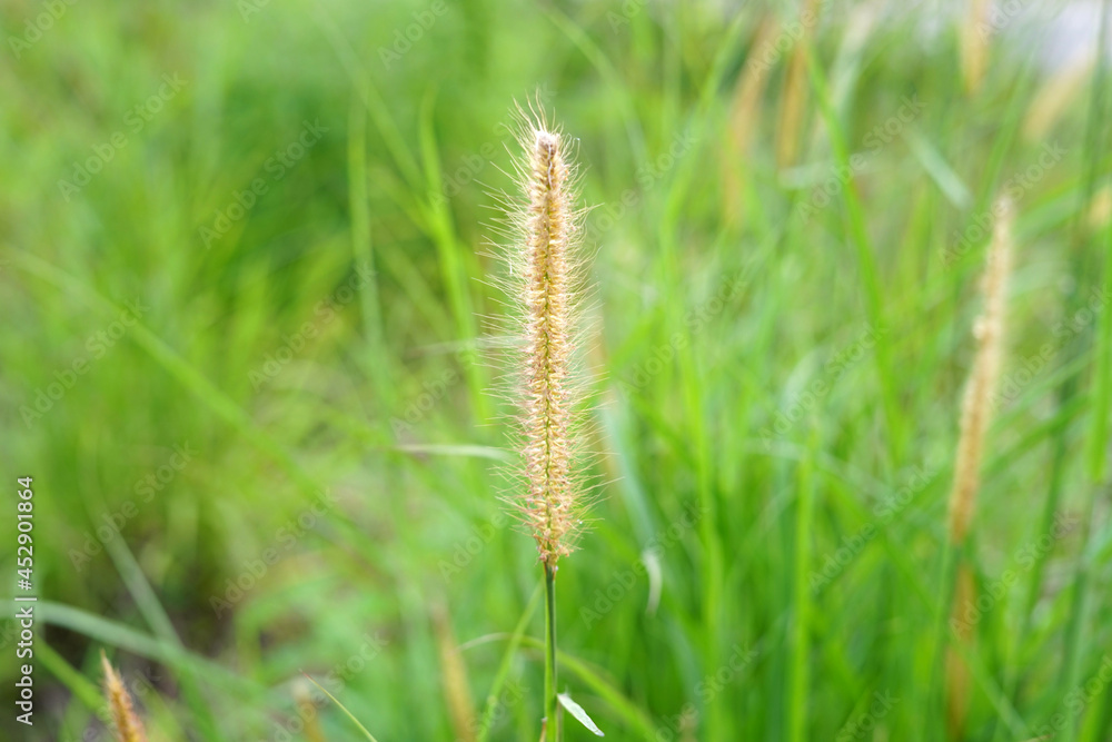 Weeds leaf