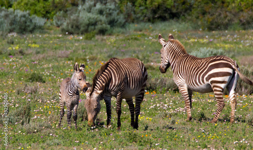 3 wild zebras  family  in field of wild flowers