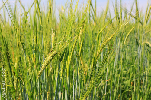 Green wheat ears in field